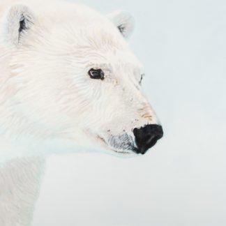 Ours - peinture artistique animalière - cbaud